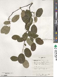 Amelanchier arborea image