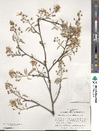 Amelanchier arborea image