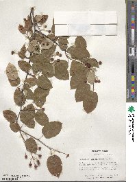 Amelanchier arborea image