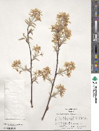 Amelanchier arborea image