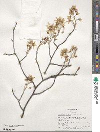 Amelanchier arborea image