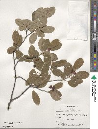 Amelanchier arborea image