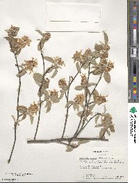 Amelanchier arborea image