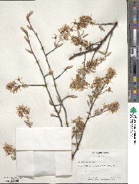 Amelanchier arborea image