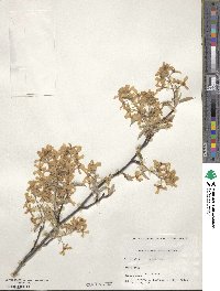 Amelanchier arborea image