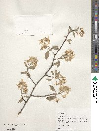 Amelanchier arborea image