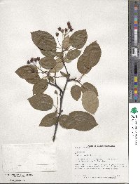 Amelanchier arborea image