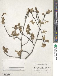 Amelanchier arborea image