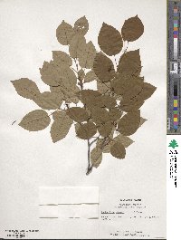 Amelanchier arborea image