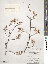 Amelanchier arborea image