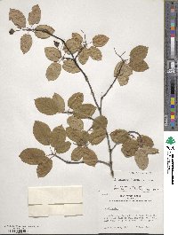 Amelanchier arborea image