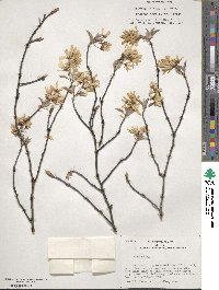 Amelanchier arborea image