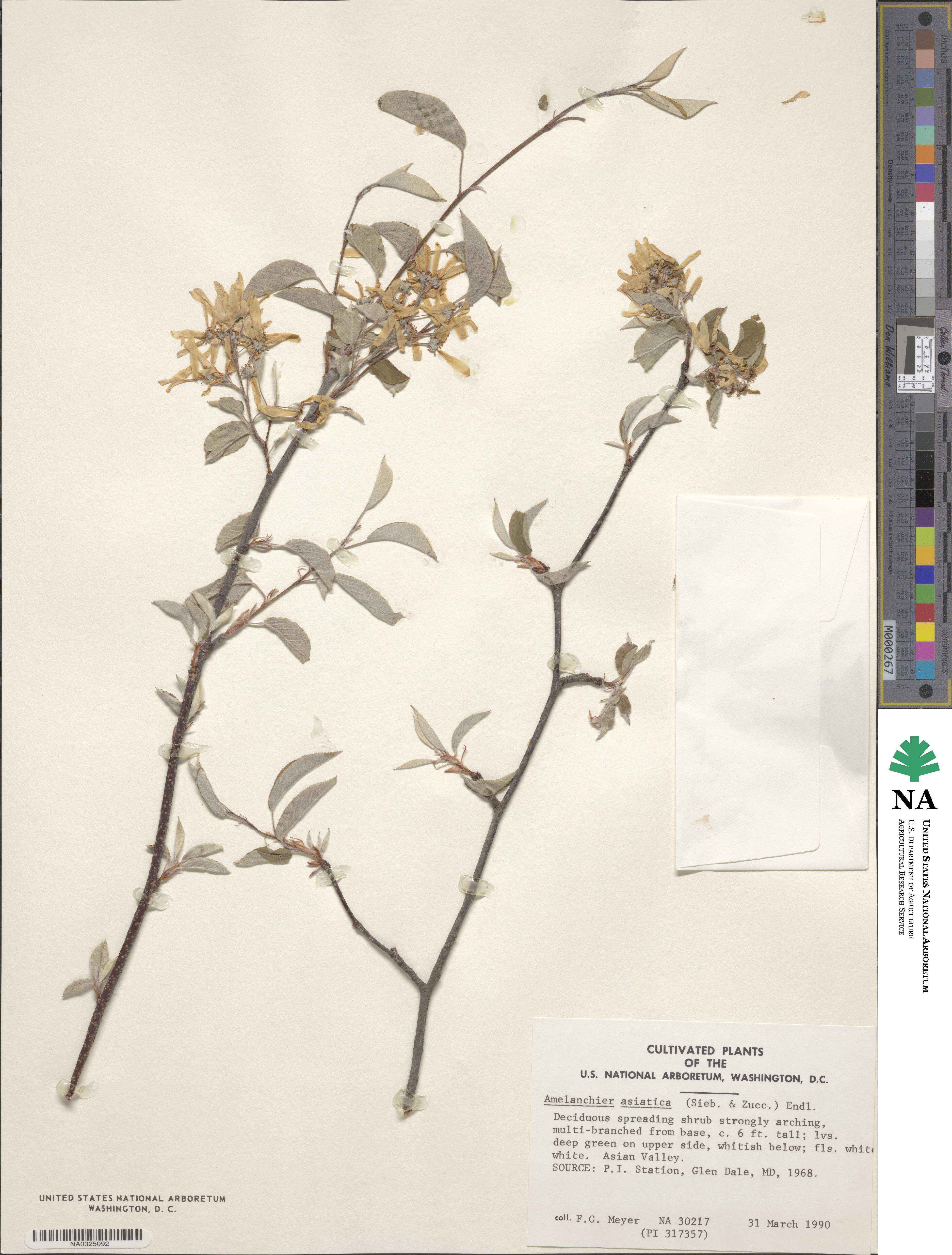 Amelanchier asiatica image