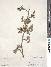 Amelanchier asiatica image