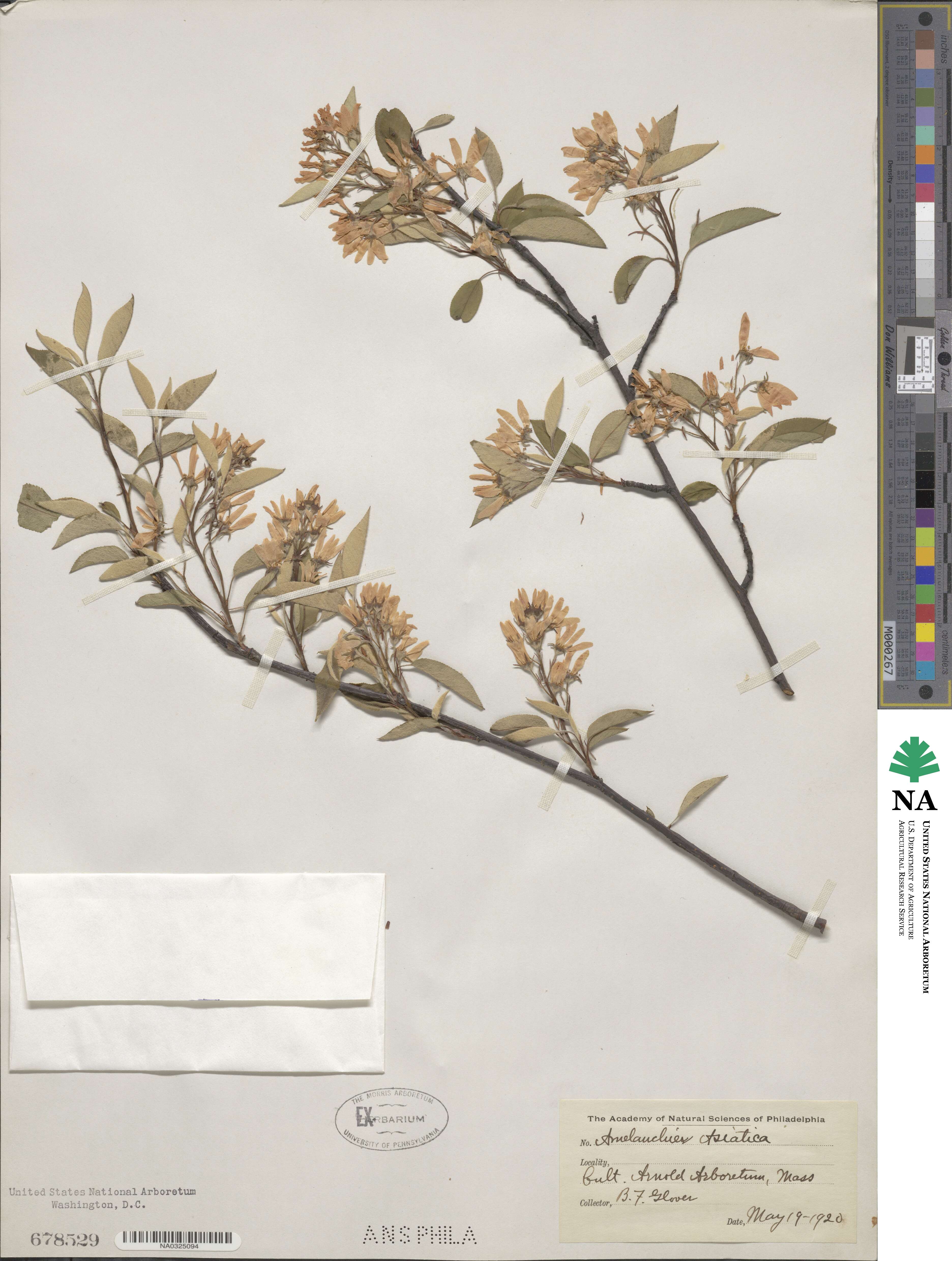 Amelanchier asiatica image