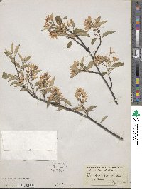 Amelanchier asiatica image