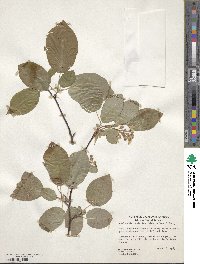 Amelanchier asiatica image