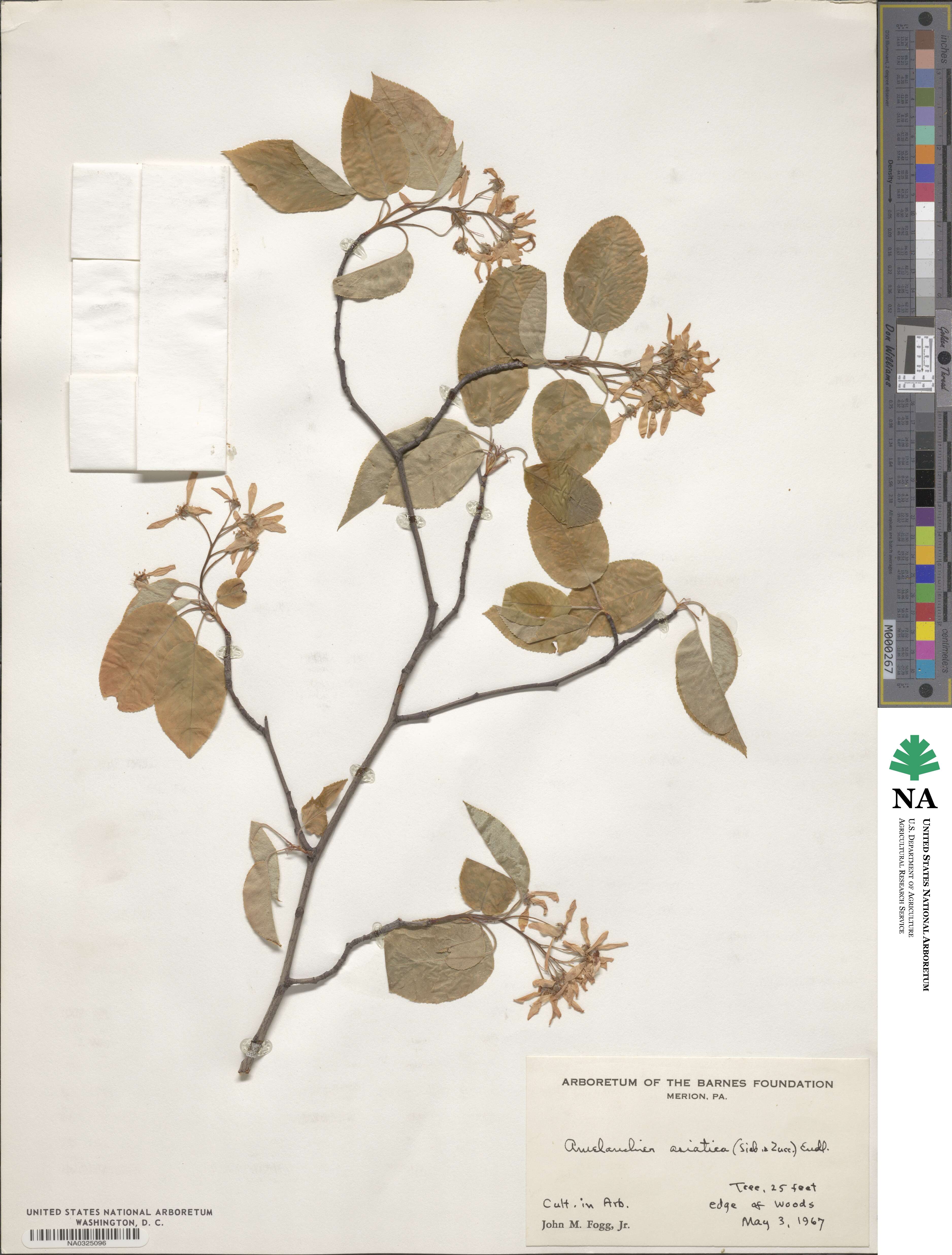 Amelanchier asiatica image