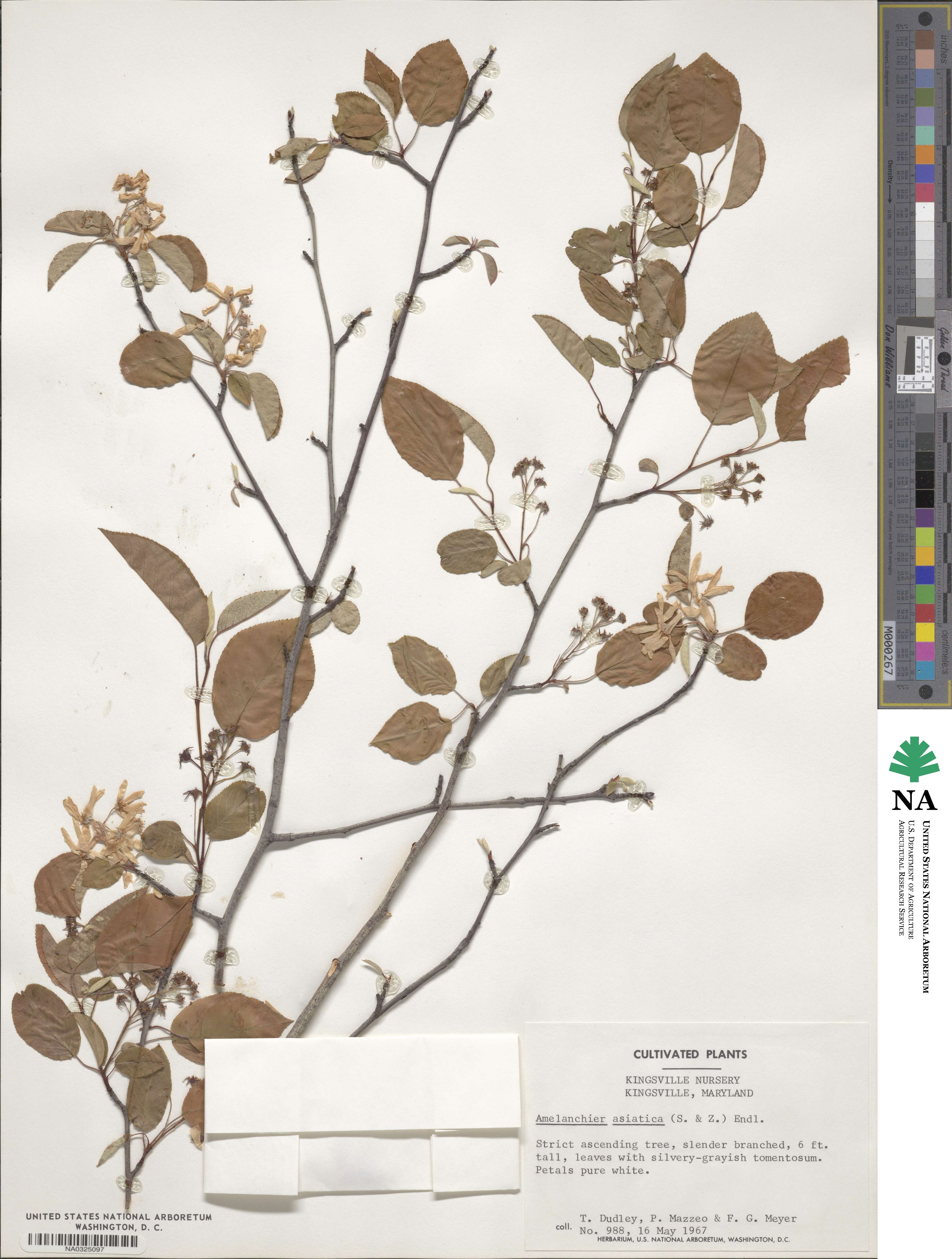 Amelanchier asiatica image