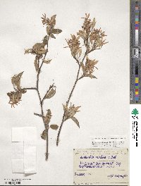 Amelanchier asiatica image