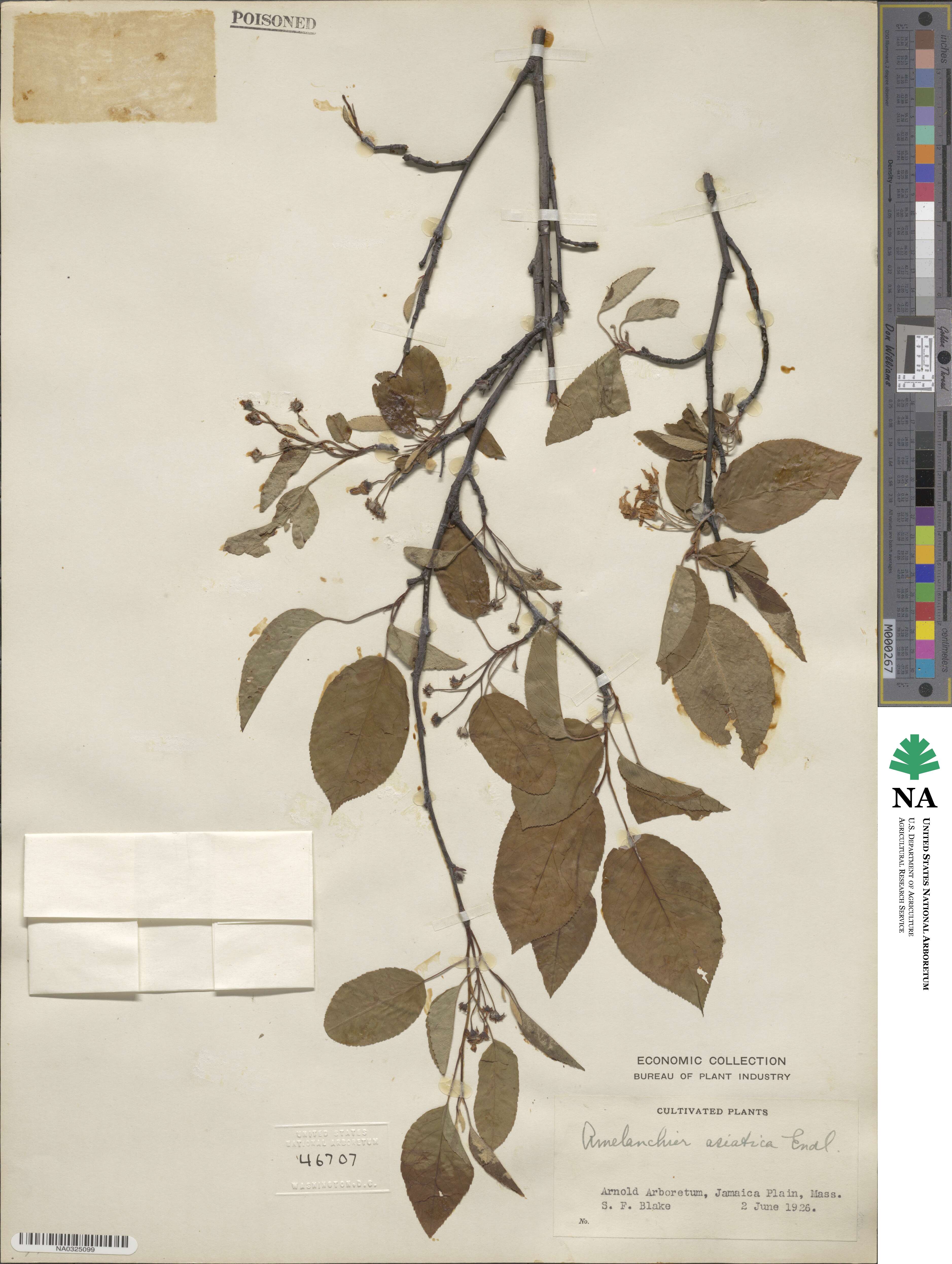 Amelanchier asiatica image