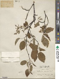 Amelanchier asiatica image