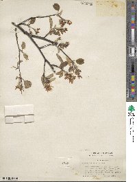 Amelanchier asiatica image