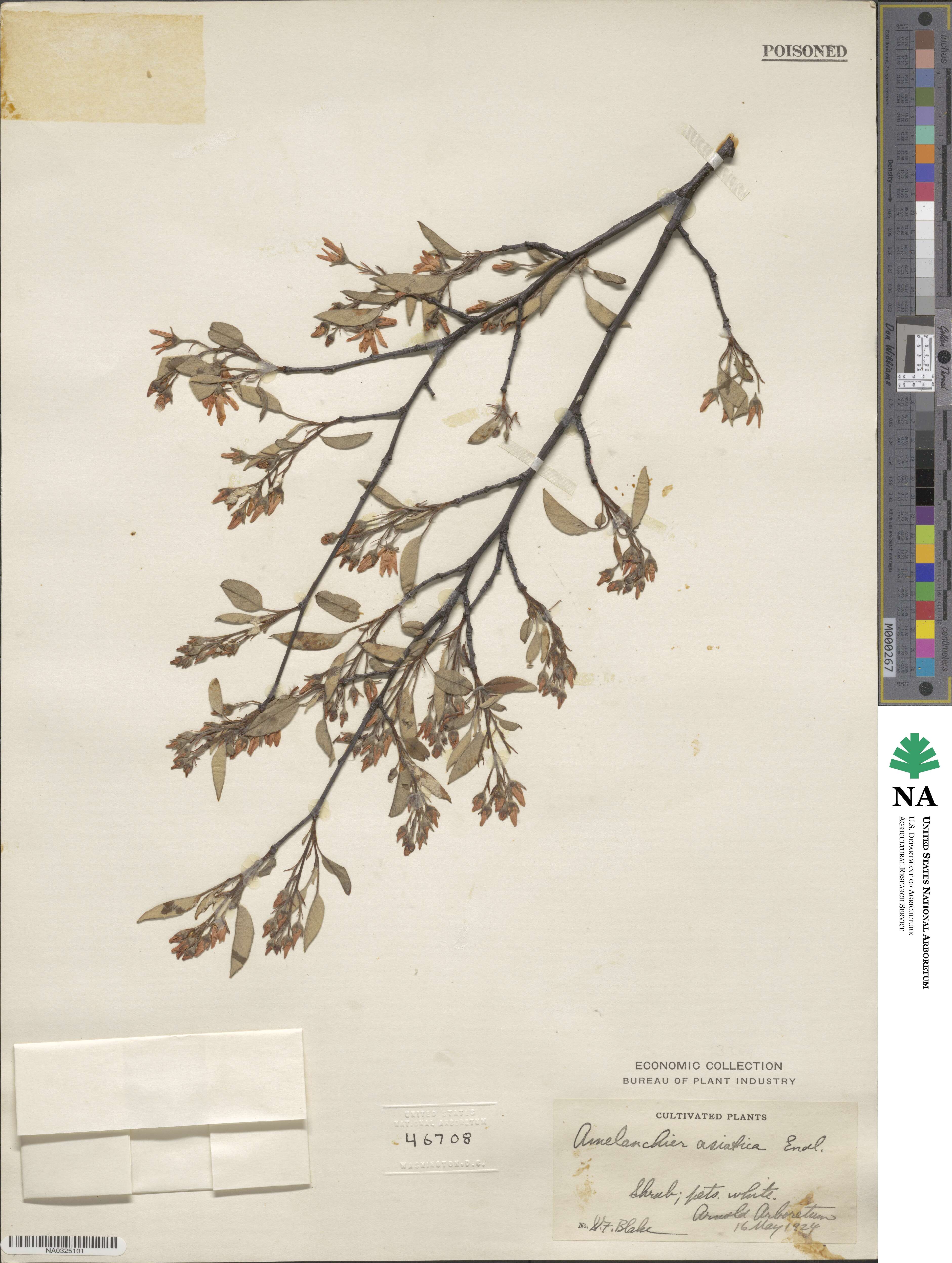 Amelanchier asiatica image