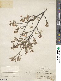 Amelanchier asiatica image