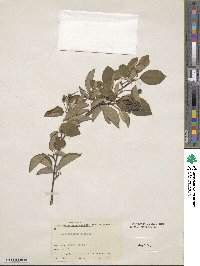 Amelanchier asiatica image