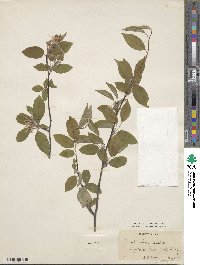 Amelanchier asiatica image