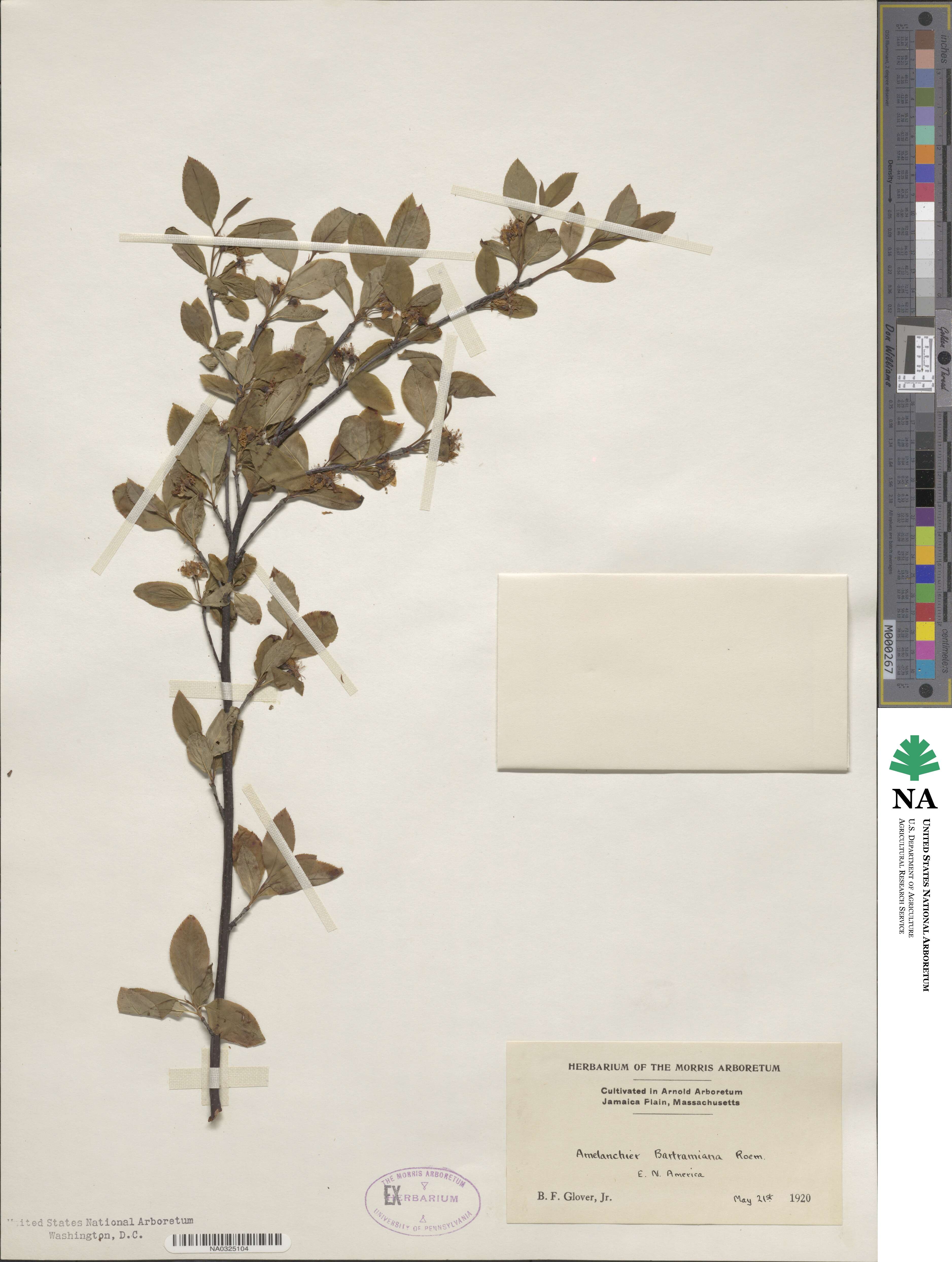 Amelanchier bartramiana image