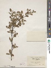 Amelanchier bartramiana image