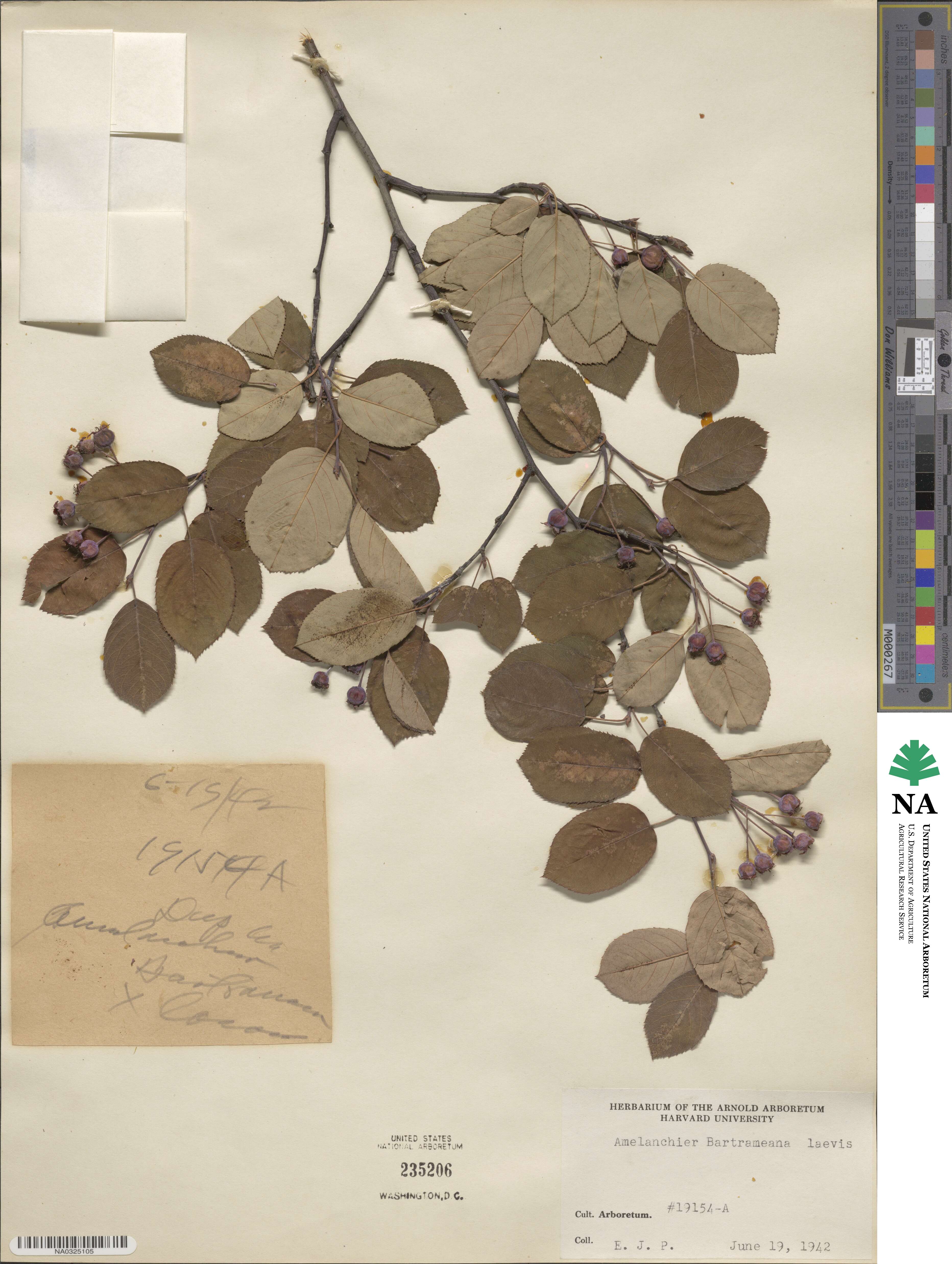 Amelanchier bartramiana image