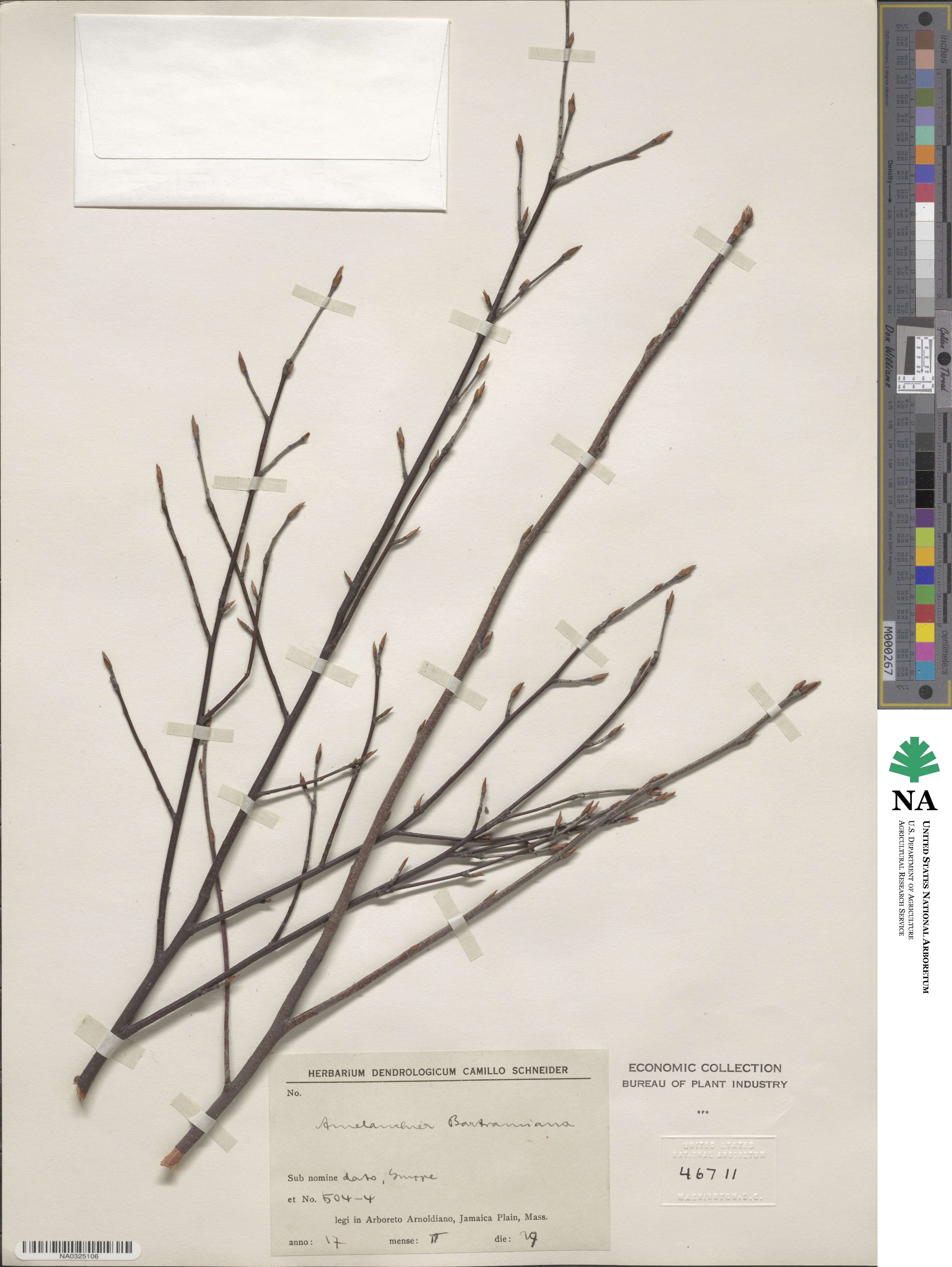 Amelanchier bartramiana image