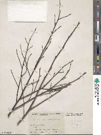 Amelanchier bartramiana image