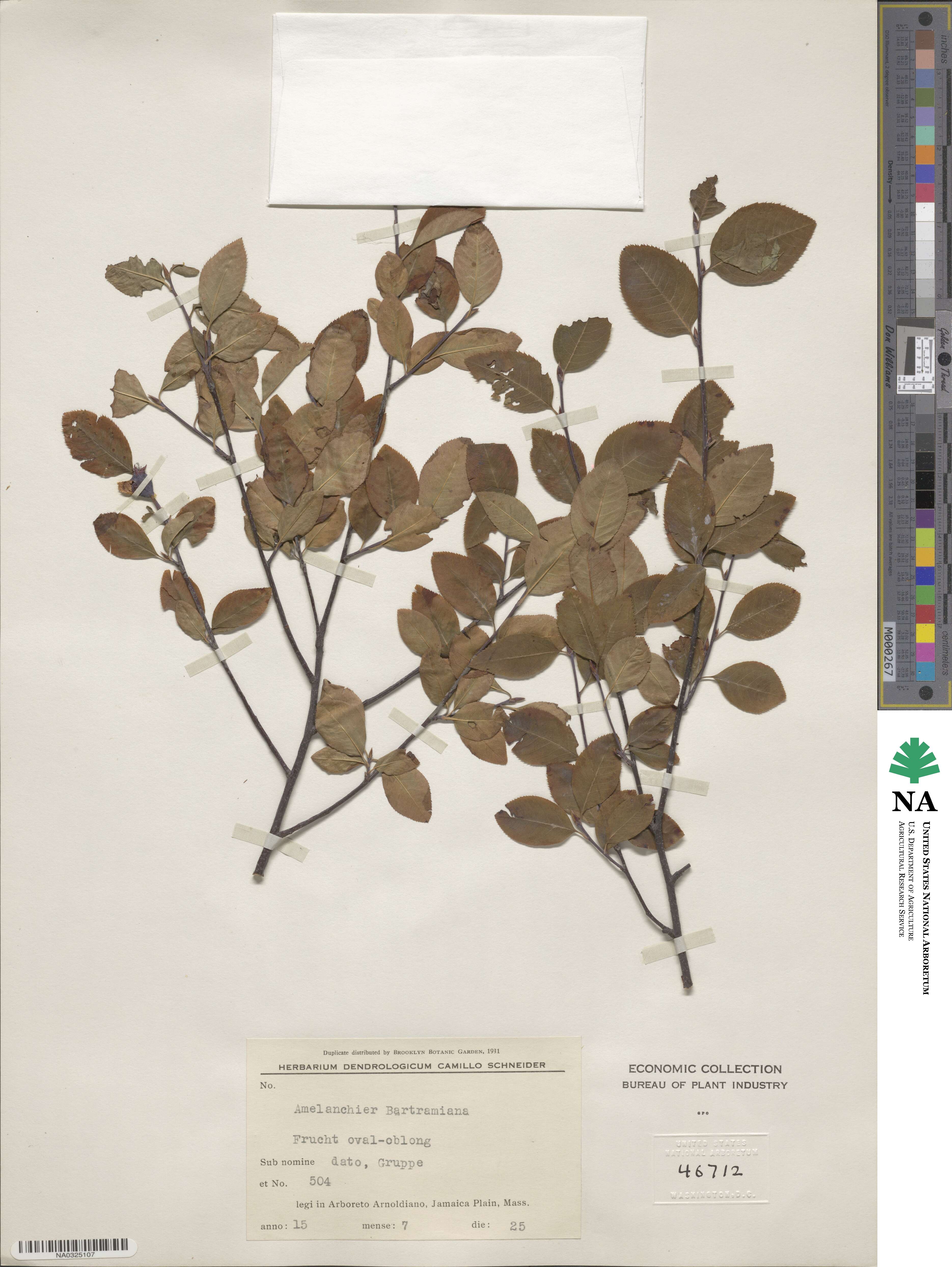 Amelanchier bartramiana image