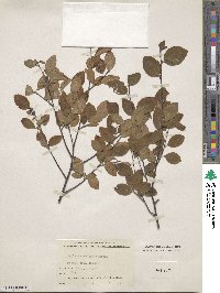 Amelanchier bartramiana image