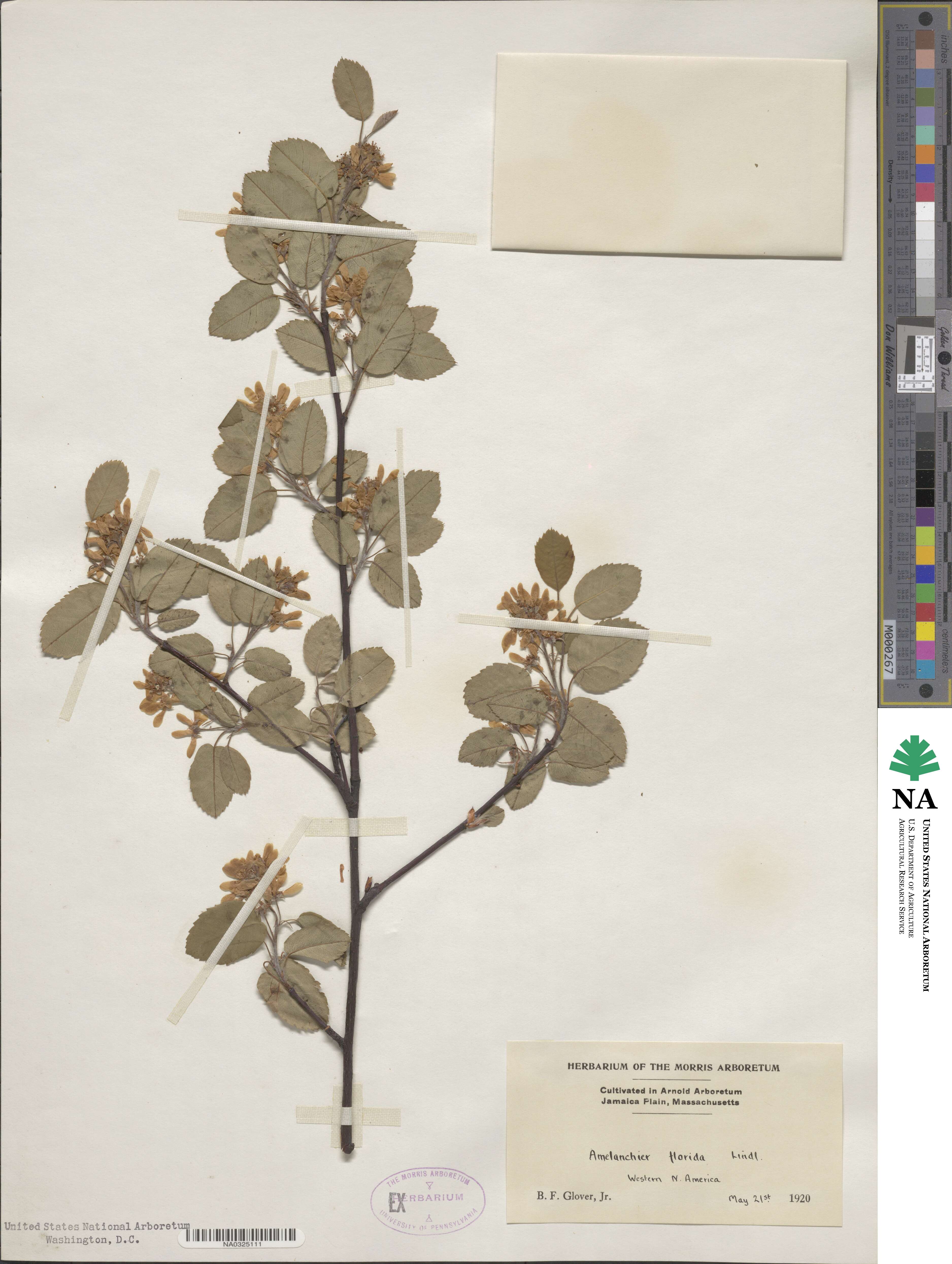 Amelanchier alnifolia var. semiintegrifolia image