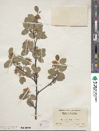 Amelanchier alnifolia var. semiintegrifolia image