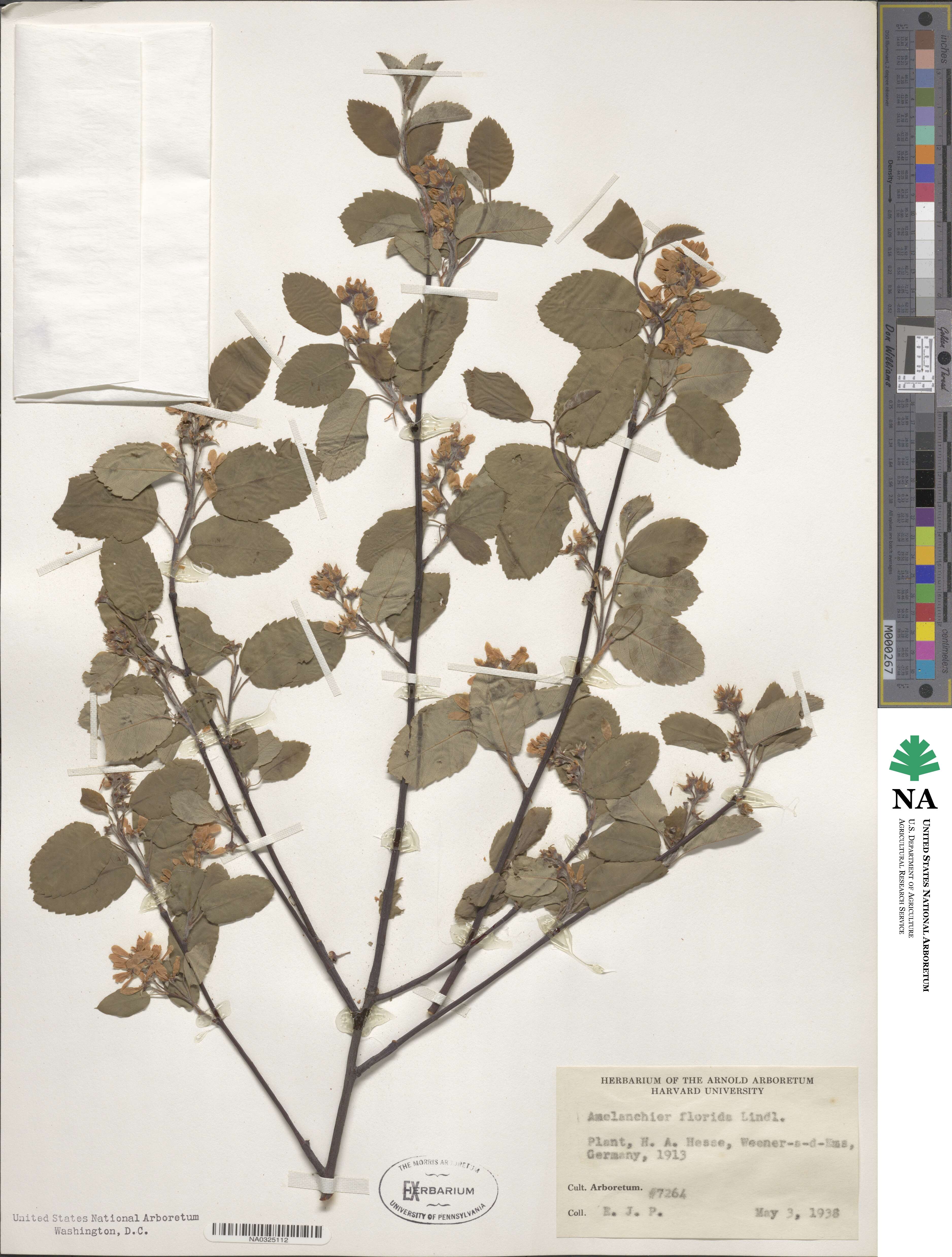 Amelanchier alnifolia var. semiintegrifolia image