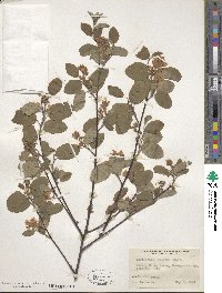 Amelanchier alnifolia var. semiintegrifolia image