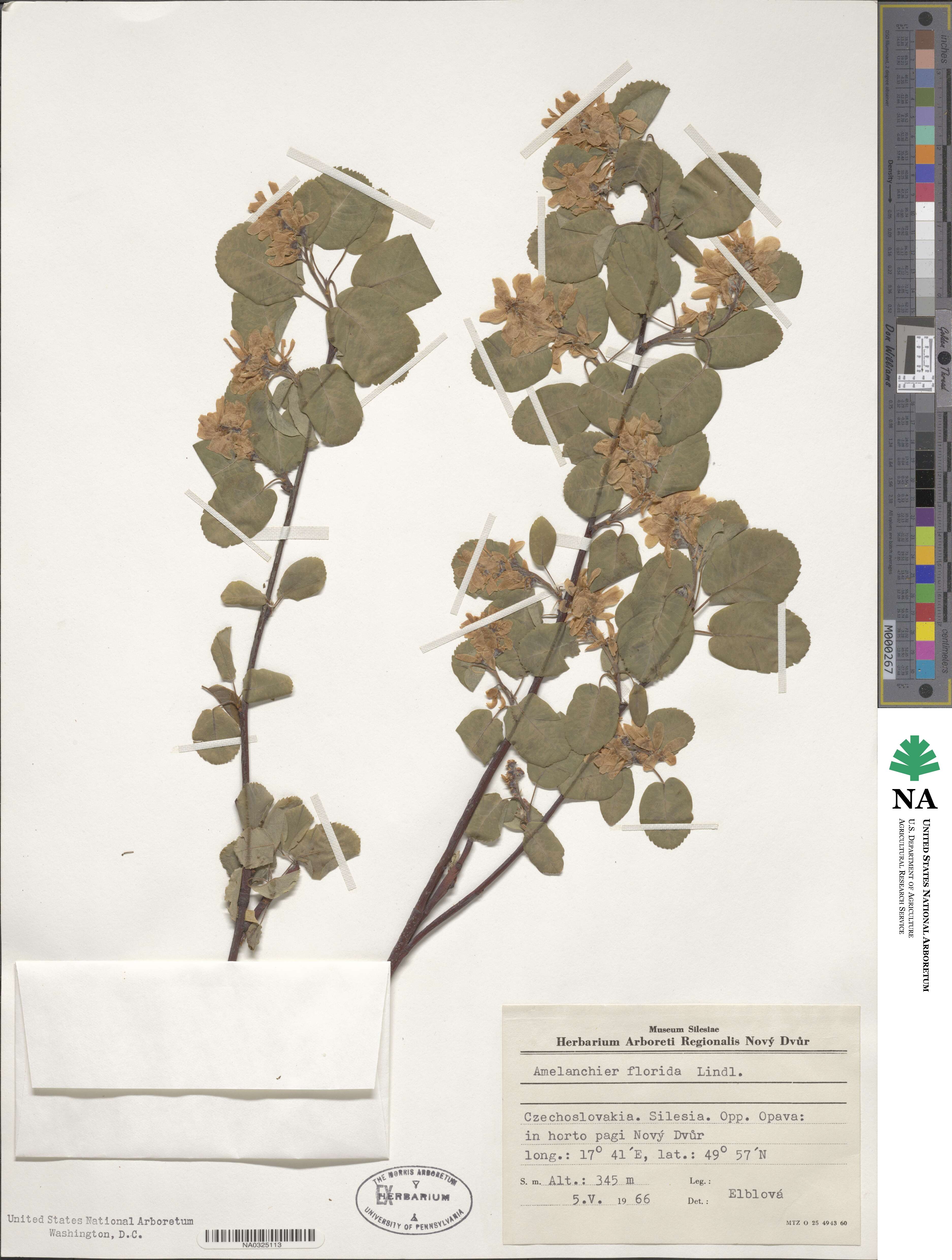 Amelanchier alnifolia var. semiintegrifolia image