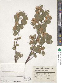 Amelanchier alnifolia var. semiintegrifolia image