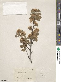 Amelanchier alnifolia var. semiintegrifolia image