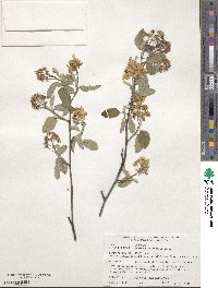 Amelanchier humilis image