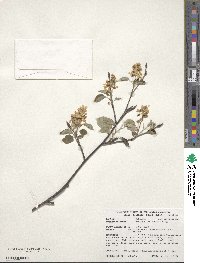 Amelanchier humilis image