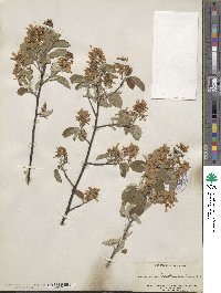 Amelanchier humilis image