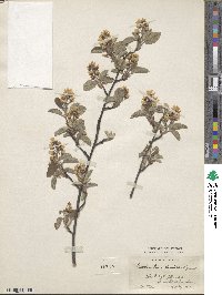 Amelanchier humilis image