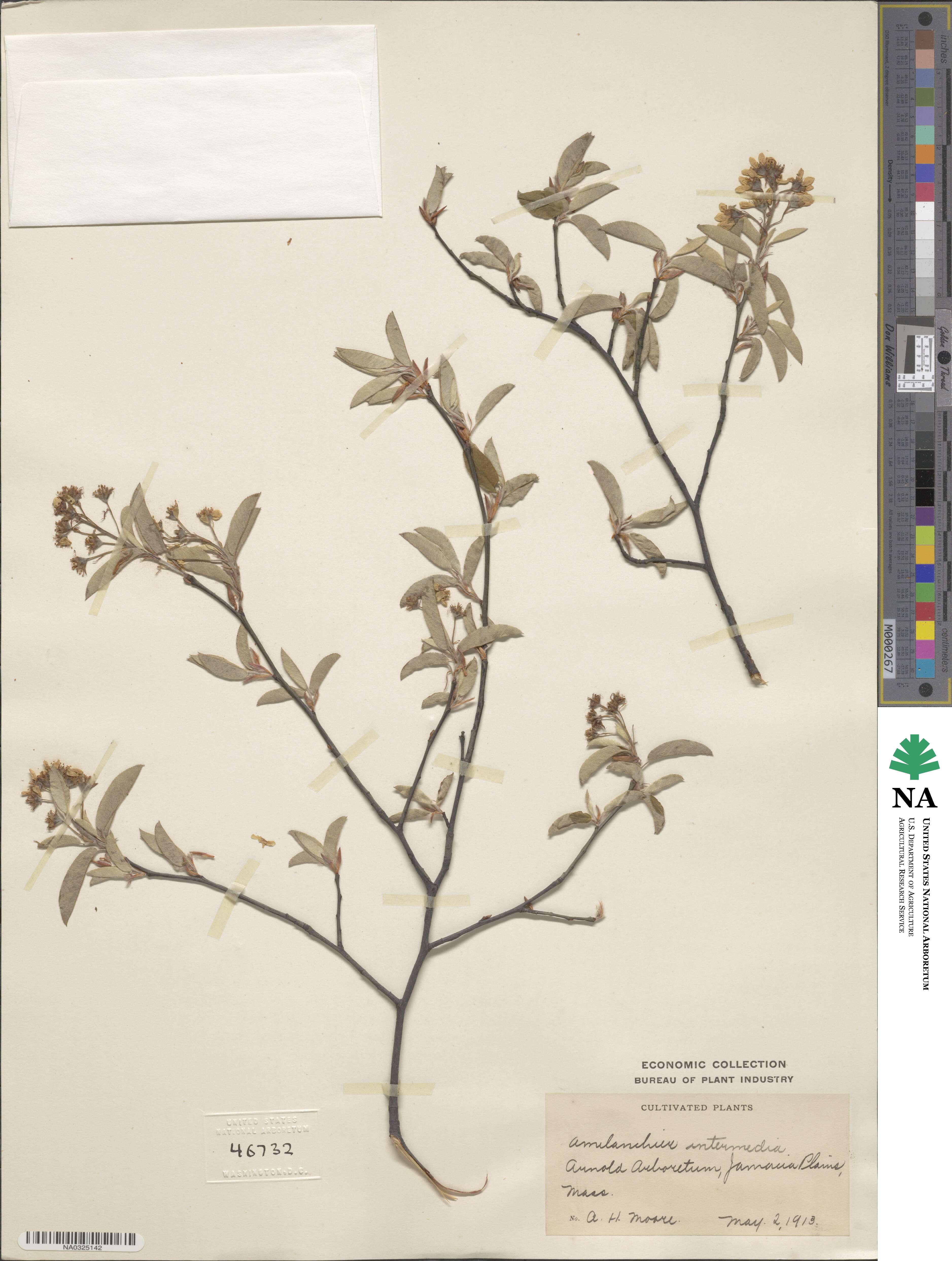 Amelanchier arborea image